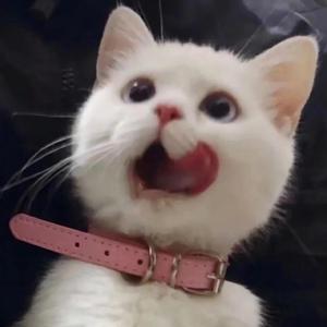 奖励小花园的视频
